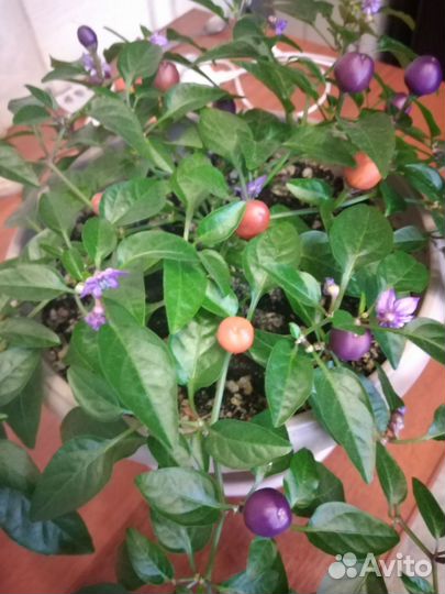 Острый перчик 