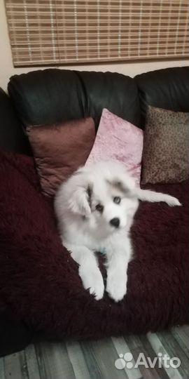 Собачья шерсть, пух