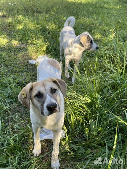 Собака в добрые руки