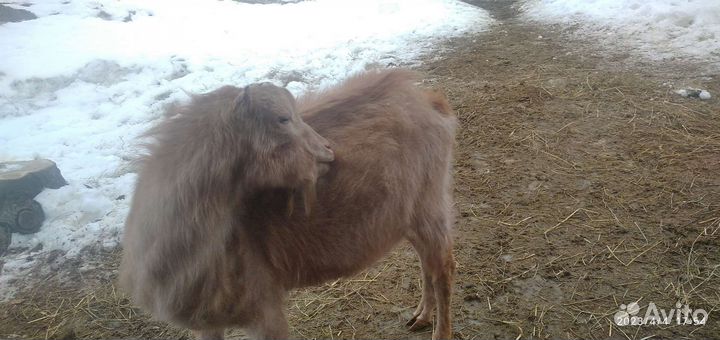 Козел ламанча, 2 года