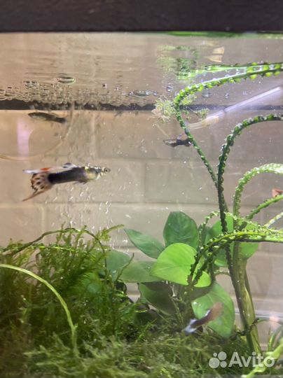 Аквариум с рыбками