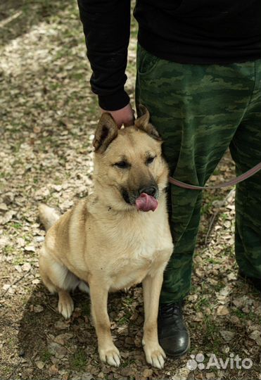 Классная Собака из Приюта Шарик в поисках дома