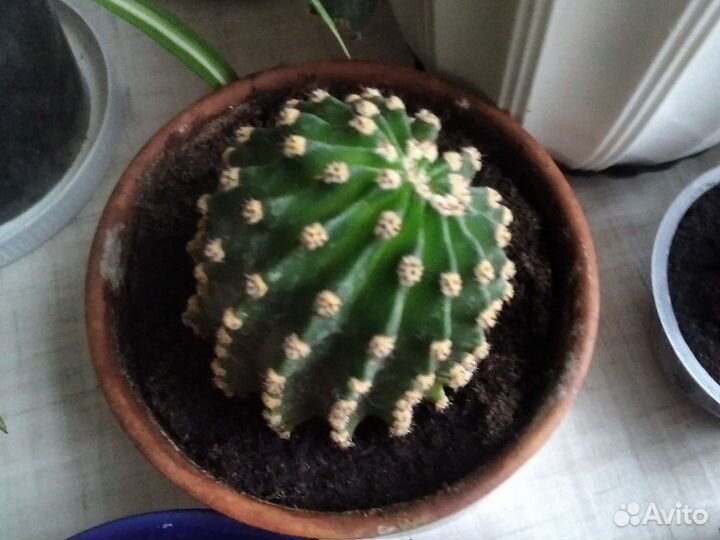 Разные цветы