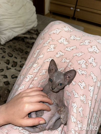 Канадский сфинкс