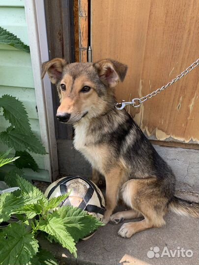 Мила, красавица и умница ищет дом