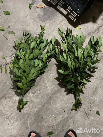 Лавровый лист оптом