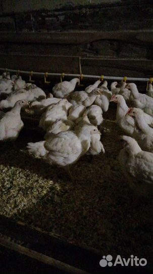 Цыплята Бройлеры Росс 308