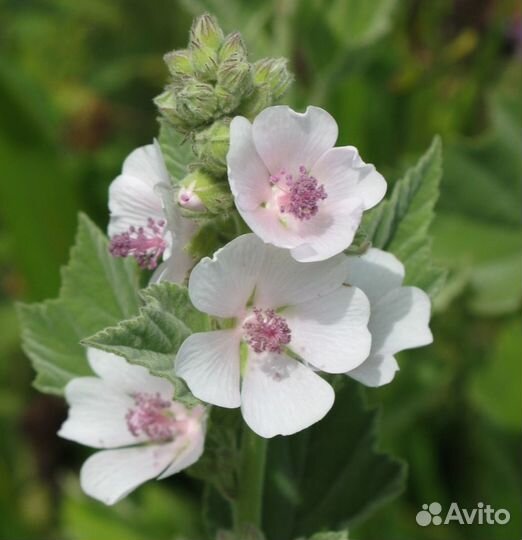 Алтей лекарственный (семена)