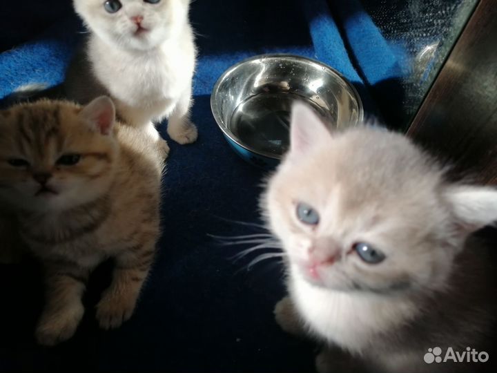 Продаю котят