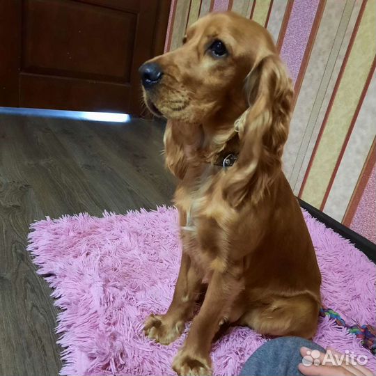 Передержка, зоогостиница домашних животных