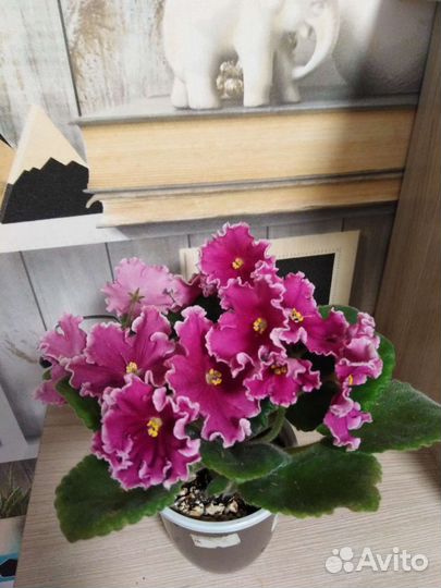 Фиалка детки