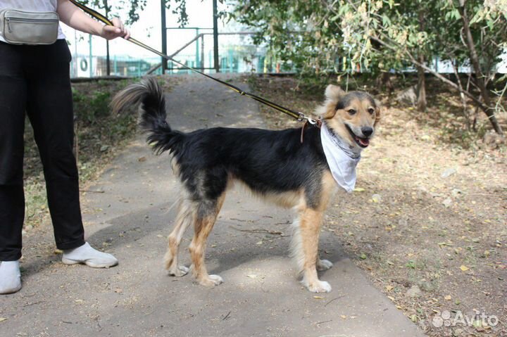 В добрые руки