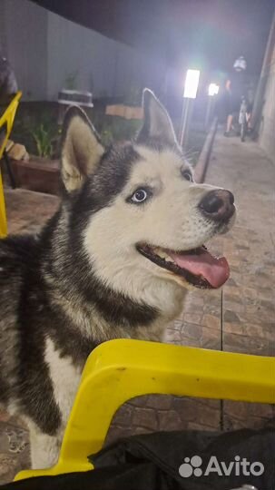 Передержка собак и кошек