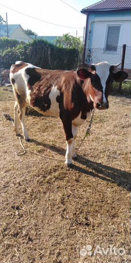 Айширская телка