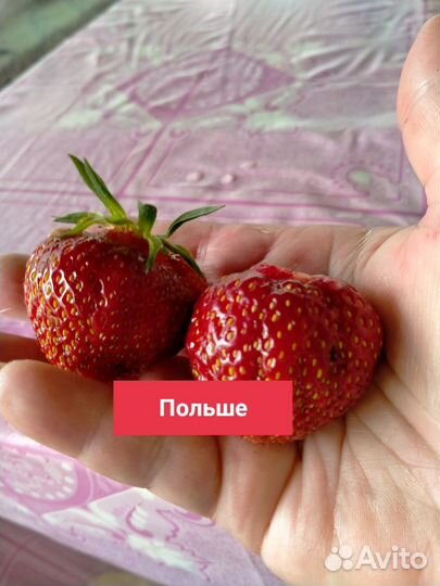 Усы клубники сорта Польше, Зенга-зенгана,Вади