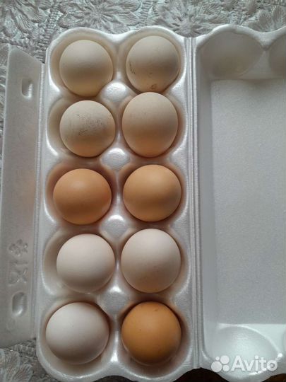 Яйцо домашнее