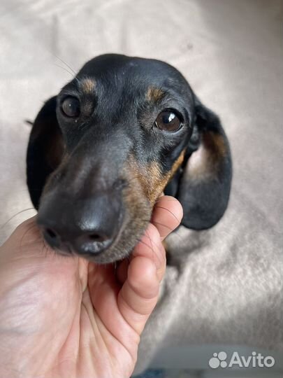 Такса в добрые руки