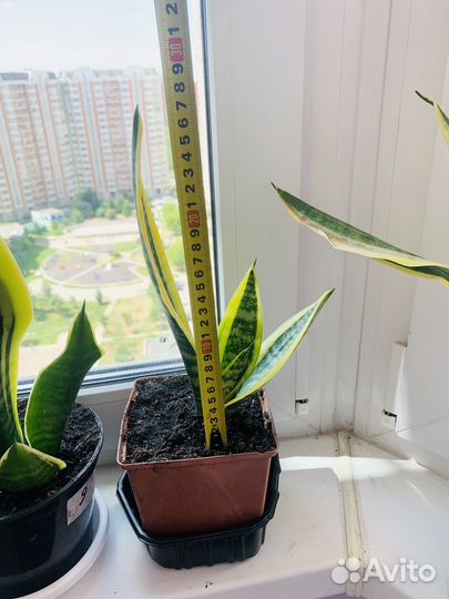 Сансевиерия Лауренти