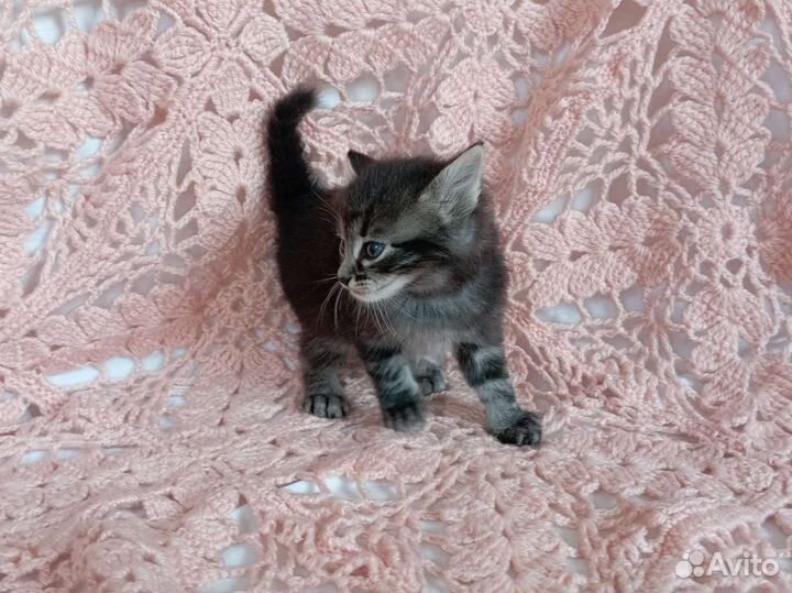 Котенок мальчик