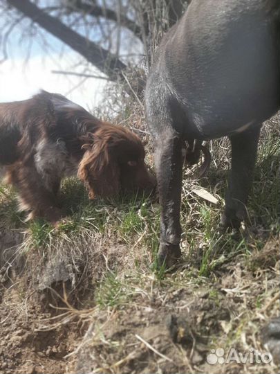 Русский спаниель