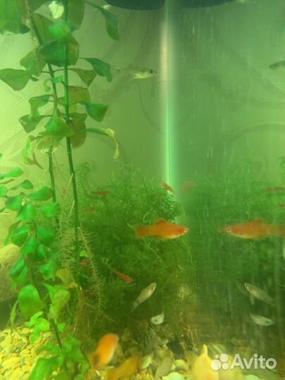 Аквариумные креветки
