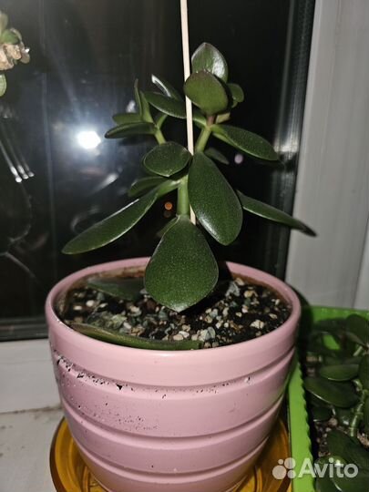 Крассула толстянка денежное дерево