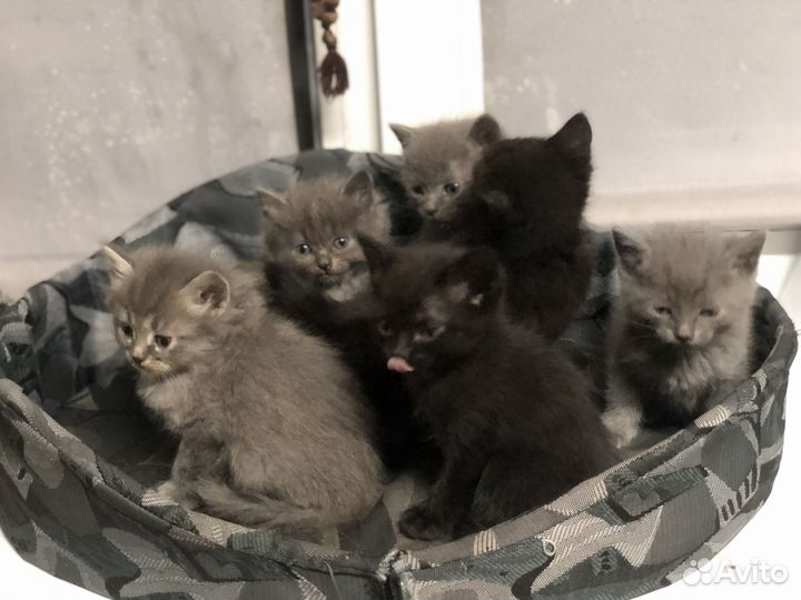 Котята в добрые руки