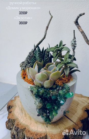 Мини садик из суккулентов