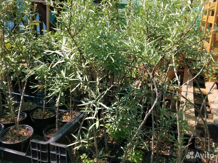Саженцы облепихи