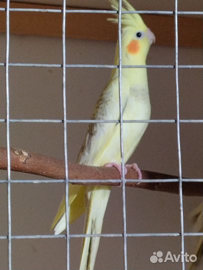 Попугай корелла