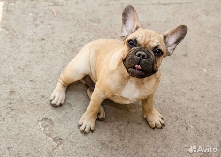 Французский бульдог мальчик РКФ