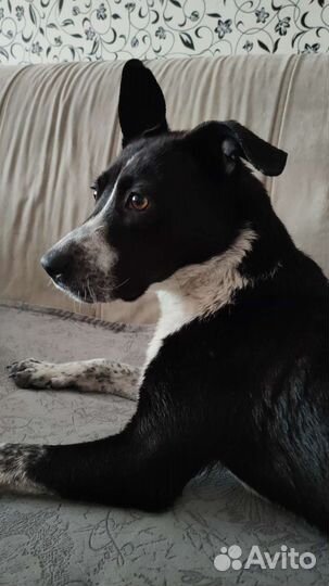 Питбуль Сицилия