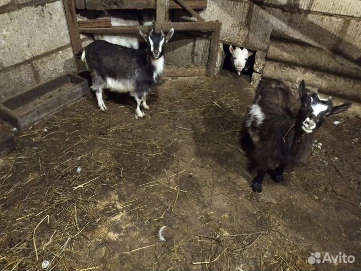 Козлята