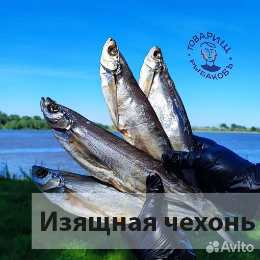 Рыба и икра из Астрахани