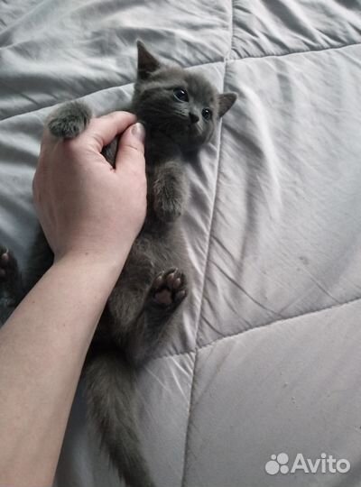 Отдам бесплатно