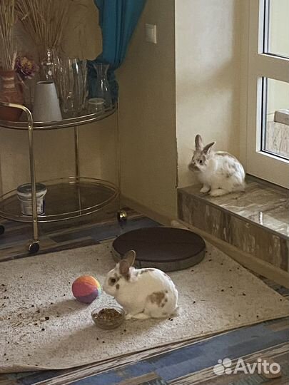 Вязка кроликов