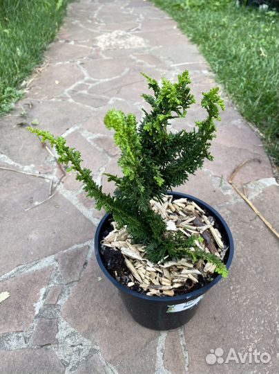 Кипарисовик тупой