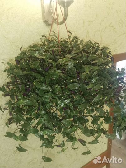 Каллизия Традесканция micro