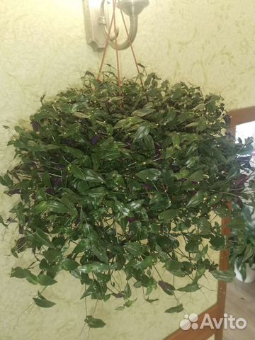 Каллизия Традесканция micro