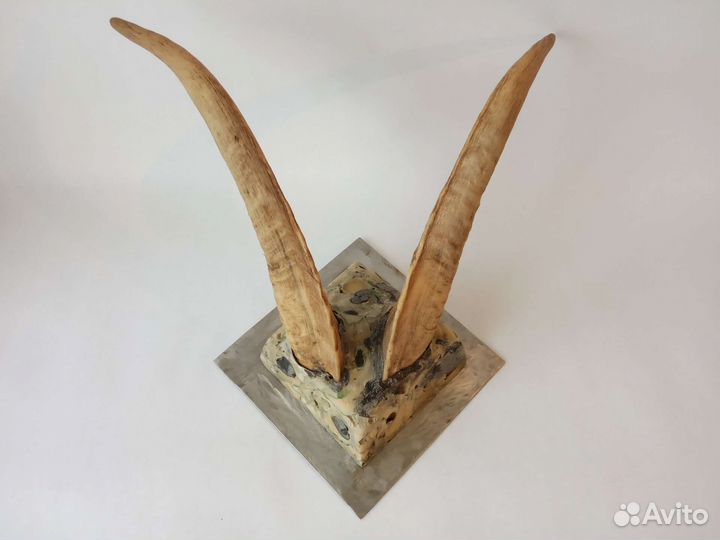 Рога на стену