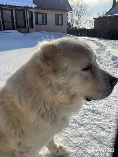 Алабай в дар