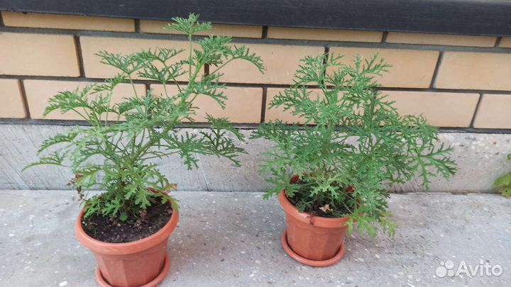 Герань душистая