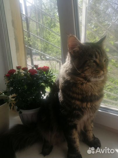 Кот мейн-кун вязка