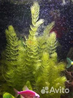 Роголистник для аквариума