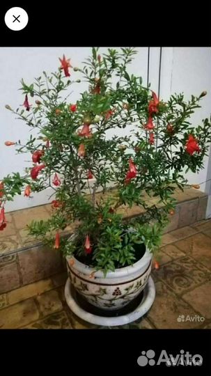 Гранат комнатный