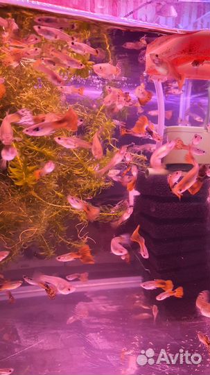 Рыбы гуппи
