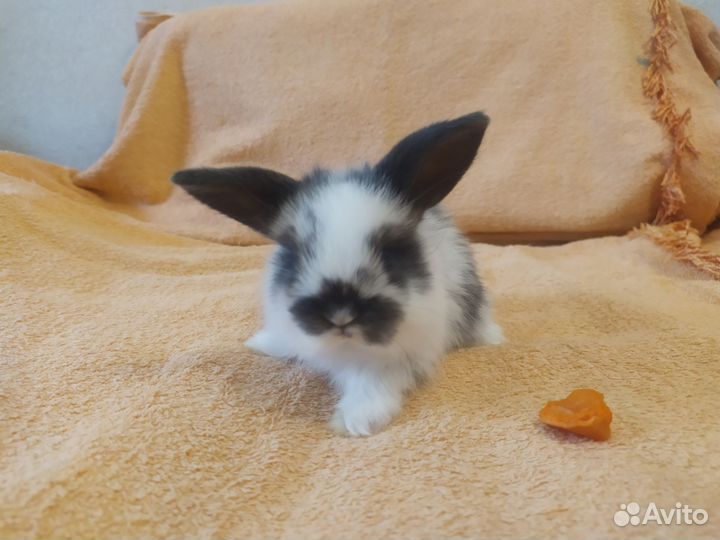 Декоративные крольчата