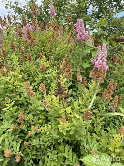 Спирея билларда