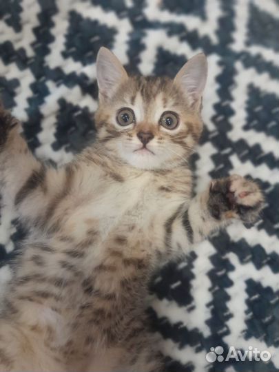 Девочка в добрые руки