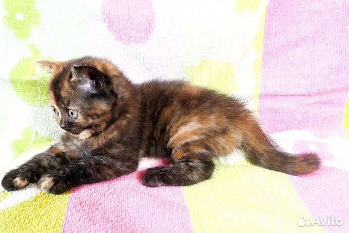 Шотландская кошечка